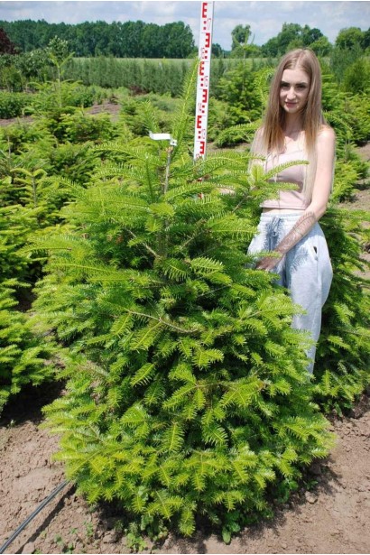 Ялиця біла - ком40кг/вис.140-160см/Ø70-80см